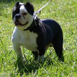 American Bulldog, French Bulldog, and Shorty Bull All Grown Up from Bingham's Bulldogs LLC