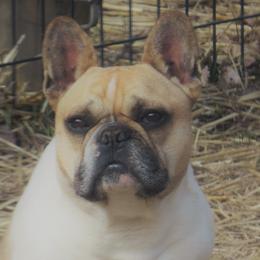 Chip - French Bulldog