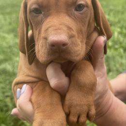 Girl 5 - Golden rust female Vizsla puppy in Covington, Louisiana from Six Hitch Farm