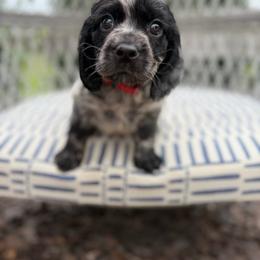 Red Collar - Blue roan male English Cocker Spaniel puppy in Ohatchee, Alabama from Otter Creek Kennels