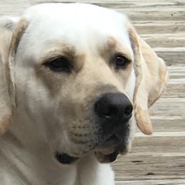Labrador Retrievers from Jenny Causey