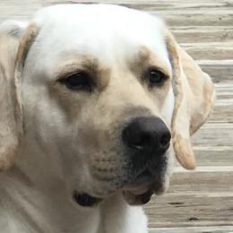 Labrador Retrievers from Jenny Causey