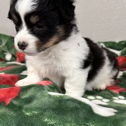 Addison - Black and tan female American Corgi puppy in Hico, Texas from Chisholm Trail Kennels