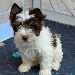 Blake - Chocolate, tan and white male Yorkshire Terrier puppy in Lafayette, Georgia from Berggipfel Yorkies