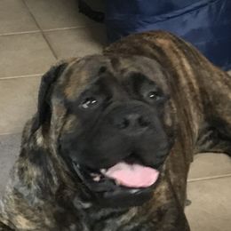 Boston Terriers and Bullmastiffs from Melkev's Bullmastiffs and Boston Terriers
