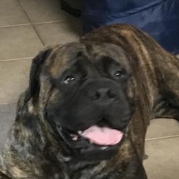Boston Terriers and Bullmastiffs from Melkev's Bullmastiffs and Boston Terriers