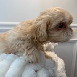 Lilly - Gold female Shih Tzu puppy in Covington, Georgia from Top Hats 2  Shih Tzu’s