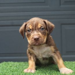 Boy 3 - Chocolate tri-color male American Bully puppy in Lubbock, Texas from Villainous K9’s