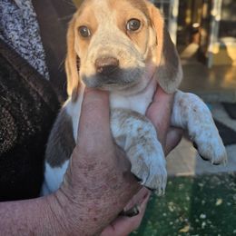 Girl 2 - Black red and white female Beagle puppy in Santa Margarita, California from S&R Ranch