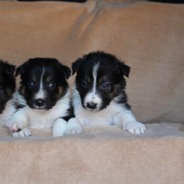 Border Collie Puppies from C Bar C Ranch