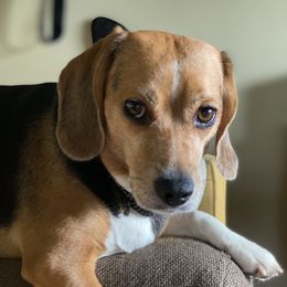 Daisy - Beagle