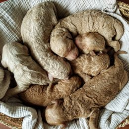 Goldendoodle Puppies from Alicia Re