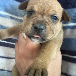 Staffordshire Bull Terrier Puppies from Tier 1 Staffordshire Bull Terriers