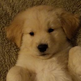Golden Retrievers from Bryeridge Goldens