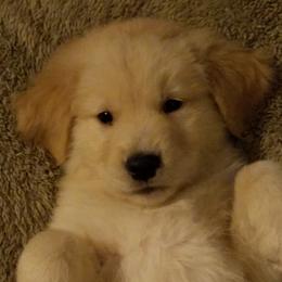 Golden Retrievers from Bryeridge Goldens
