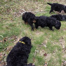 Poodle Puppies from Majestic Royalty Poodles