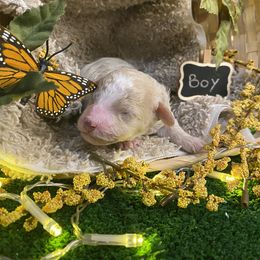 "2022" Cockapoo and Poodle Puppies from Rawls Lovely Little Tots