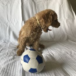 Goldendoodle Puppies from Mumzee Doodles