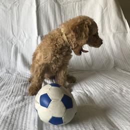 Goldendoodle Puppies from Mumzee Doodles