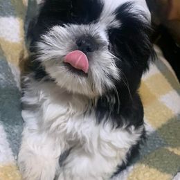 Shih Tzus from Tiger Valley Shih Tzus