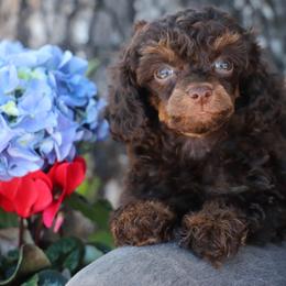 Brynlie - Phantom female Poodle puppy in Goliad, Texas from Sassy Lil Aussies and Diamond W Poodles