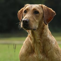 Pebbles - Labrador Retriever