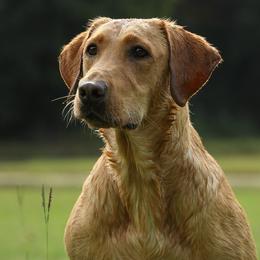 Pebbles - Labrador Retriever