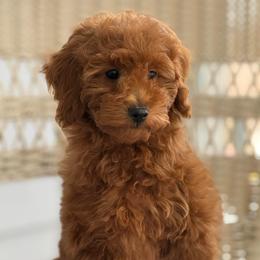 Boy 2 - Apricot male Poodle puppy in Bettendorf, Iowa from Red Door Poodles
