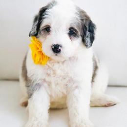 June - Grey and white female Bernedoodle puppy in Diamond Bar, California from Furrytaildoodles