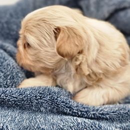 Gold girl 1 - Gold and white female Shih Tzu puppy in Needville, Texas from Precious Moments Shih Tzu
