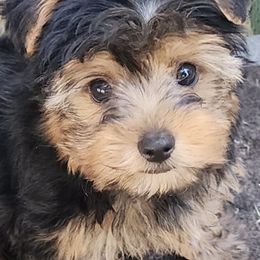 Shorkies and Yorkshire Terriers from Yorkshires of Rock Run Lodge