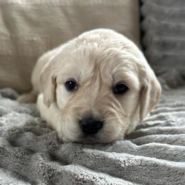 Purple - Light golden female Golden Retriever puppy in Modesto, California from Rooster Valley Golden Retrievers