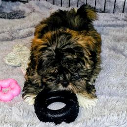 Jasper - Brindle male Lhasa Apso puppy in Hillsboro, Oregon from Luv-N-Laughter Lhasa Apsos