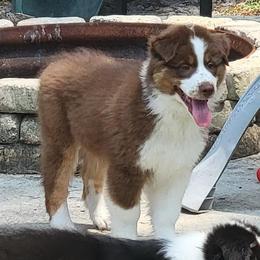 Australian Shepherd Puppies from Solace Australian Shepherds