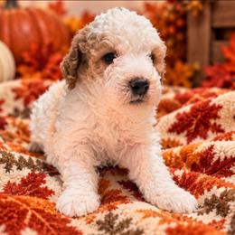 Cider - Parti male Goldendoodle puppy in Pittsburg, Texas from Grace Springs Goldendoodles