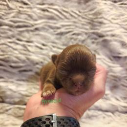 Chocolate, tan, white 2 - Chocolate male Chihuahua puppy in Richmond, Virginia from Breens