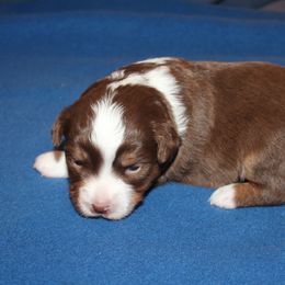 Aayla - Red tri-color female Miniature American Shepherd puppy in Hillsdale, Michigan from Faithwalk Aussies and Mini American Shepherds