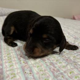 Layla - Black and tan female Dachshund puppy in Dobson, North Carolina from Oakleys Dachshund Haven