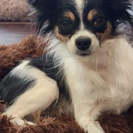 Cindy - Chihuahua