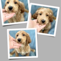 Sweetie - Apricot female Irish Doodle puppy in Bluefield, Virginia from Love on a Leash