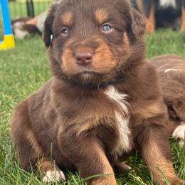 Wilson - Red tri male Miniature Australian Shepherd puppy in New London, Minnesota from Broken T Australian Shepherds