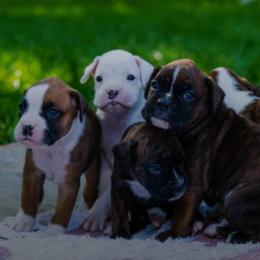 Boxers from CK Boxers