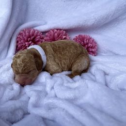 Bernedoodle and Labradoodle Puppies from Royal Doodles