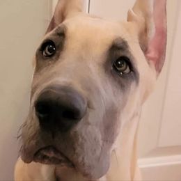 Great Dane Puppies from F&B Kennels