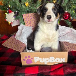 Border Collie Puppies from Wandering Meadows Farm