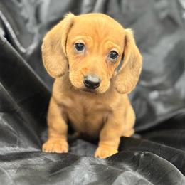 Red Boy 1600 - Red male Dachshund puppy in Barbourville, Kentucky from The Bossy Doxie Farm