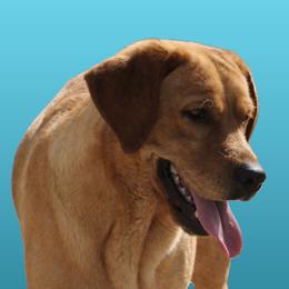 Dolly - Yellow female Labrador Retriever puppy in Morriston, Florida from Penny Lane Labradors