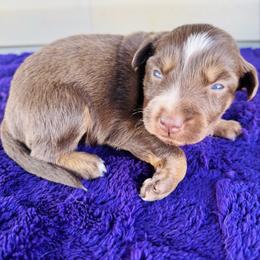 Maple - Red tri-color female Australian Shepherd puppy in Charlotte, North Carolina from Awesome Aussies