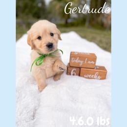 Golden Retriever Puppies from All shades Golden