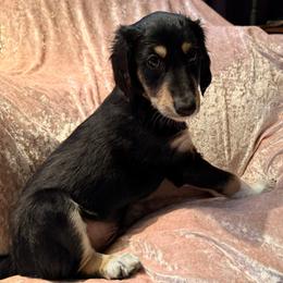 Kanishk - Yellow Collar - Black male Saluki puppy in Los Angeles, California from Srinagar Salukis